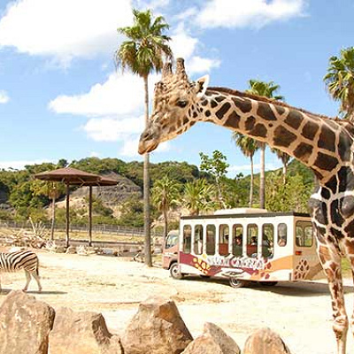 サファリゾーンのキリン