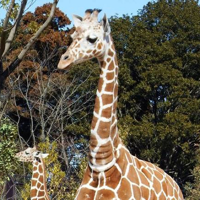 キリン