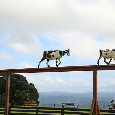 ヤギは意外と高いところが好きなんです