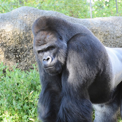 東山動物園のゴリラ