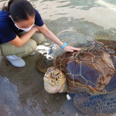 アオウミガメ