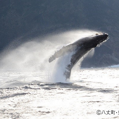 八丈島といえばホエールウォッチング
