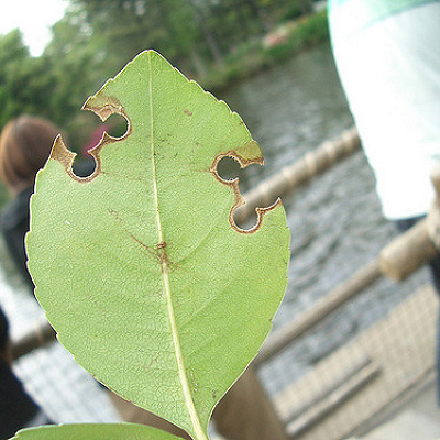 葉っぱにも隠れミッキーが