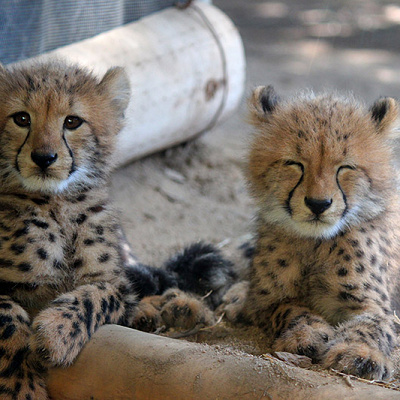姫路セントラルパークのホテル
