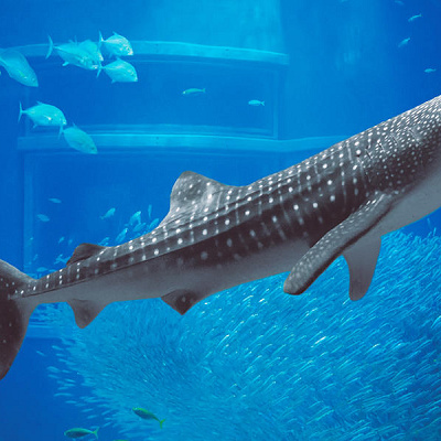 海遊館のアクセス方法