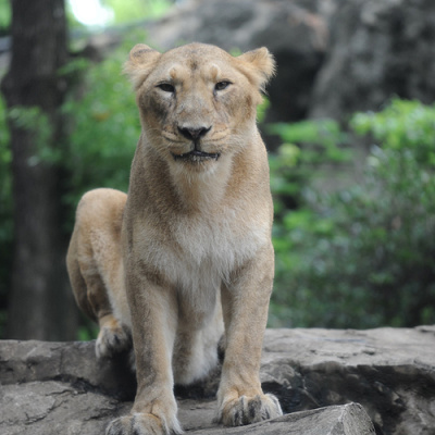 インドライオン