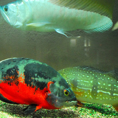 おもしろ水族感アクア
