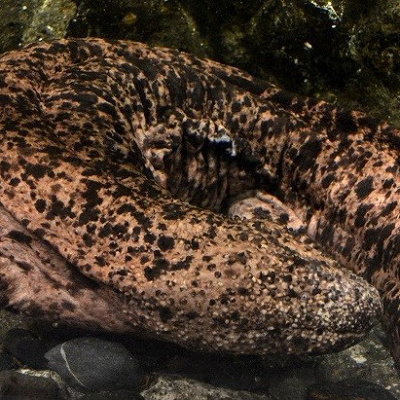 国の特別天然記念物であるオオサンショウウオ