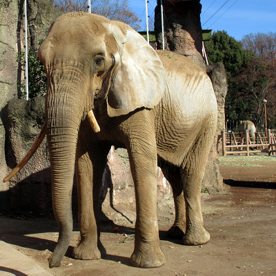 日本国内最高齢のアフリカゾウ