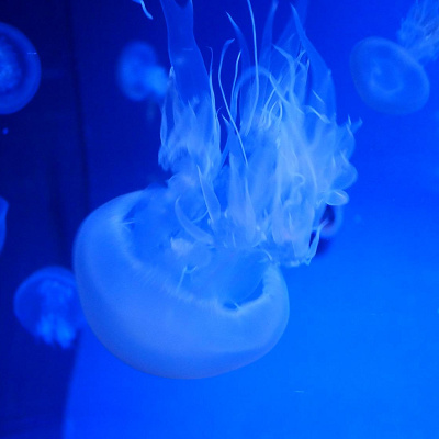 すみだ水族館で育ったクラゲ