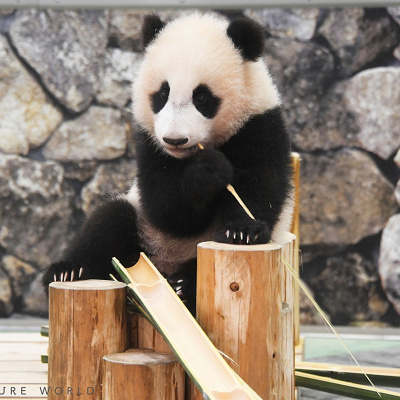 アドベンチャーワールドの楓浜