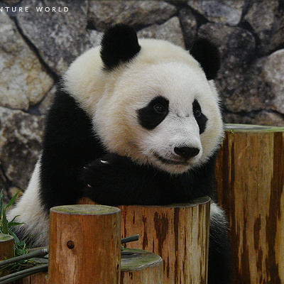 遊具に肘をついてくつろぐ楓浜