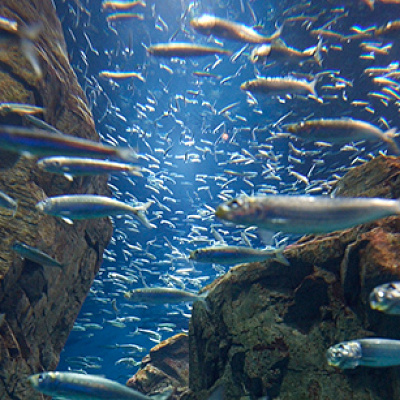 海遊館の魚たち