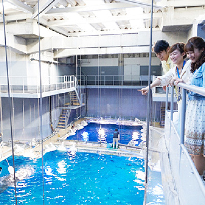 海遊館のガイドツアー