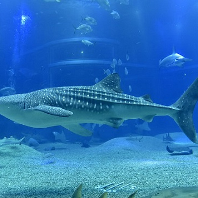 海遊館のジンベエザメ①海くん