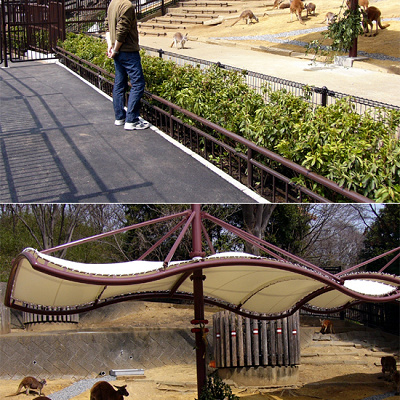 目の前で見られるカンガルー