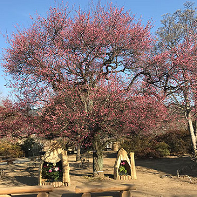 寒紅梅と雪囲い