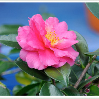 カンツバキ(見頃：11月～2月)