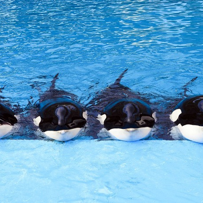 鴨川シーワールドのシャチ