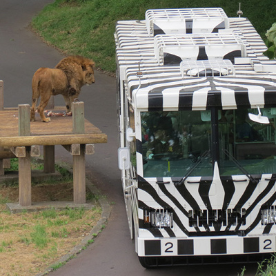 多摩動物公園のライオンバス