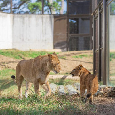 ライオンの親子