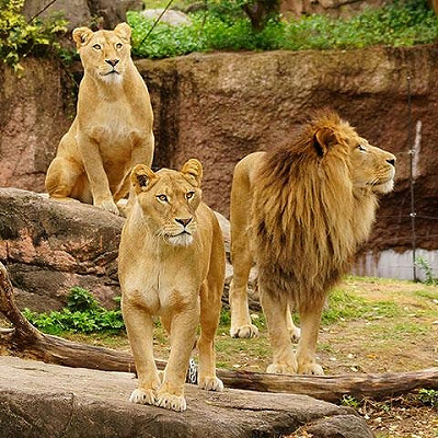 ライオン／天王寺動物園