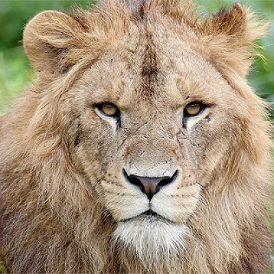 富士サファリパークで飼育されているライオン