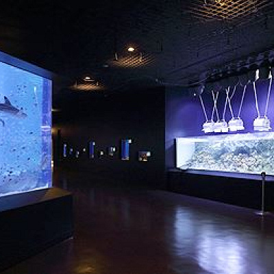 リトルパラダイス