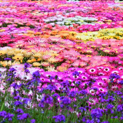 のこのしまアイランドパークのリビングストンデージー