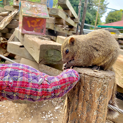 町田リス園の餌やり体験レポート