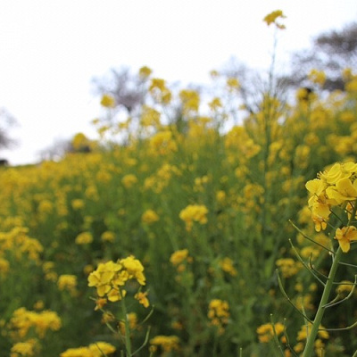 花のじゅうたんを見に行くならまきばゲートがオススメ