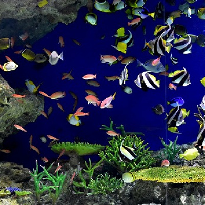 マリンワールドの料金：駐車場の料金