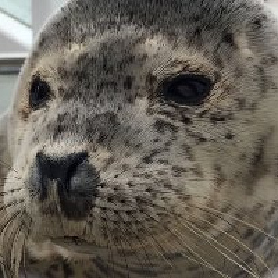 須磨海浜水族園で生まれたラッコ「メカブ」