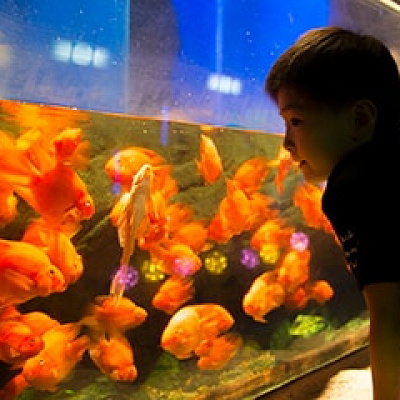 パワースポットの夫婦岩水槽