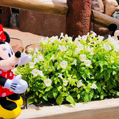 かくれんぼを楽しむミッキーとミニー