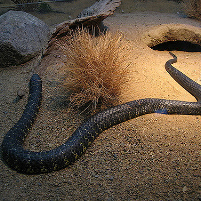 モーグリが出会ったのはジャングルに住む大蛇