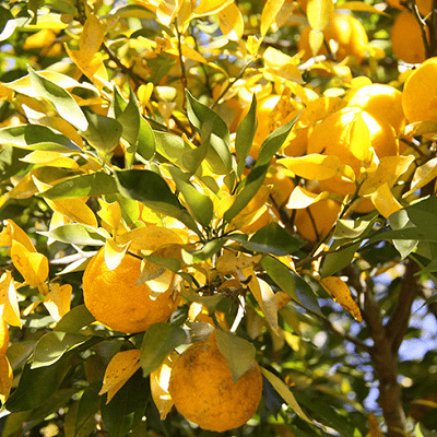 茂木町フルーツマップ