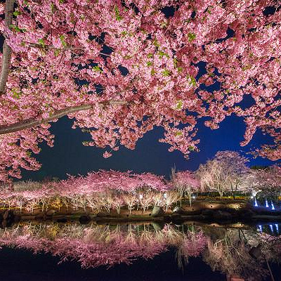 なばなの里　花と光の共演