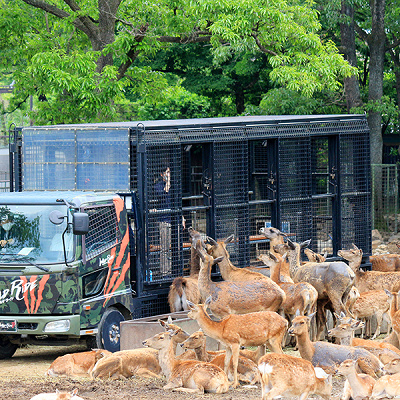 那須サファリパーク　ワイルドライド