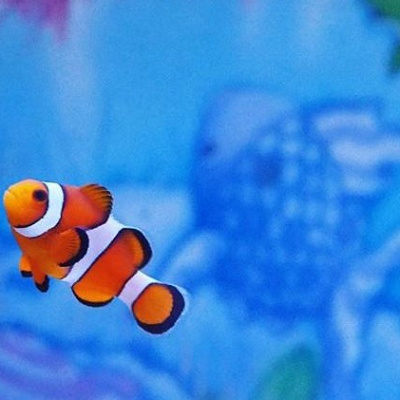 ニモ＆フレンズ・シーライダーのルートと登場キャラクター