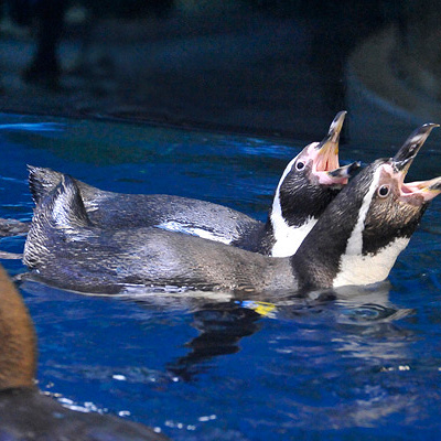 新江ノ島水族館