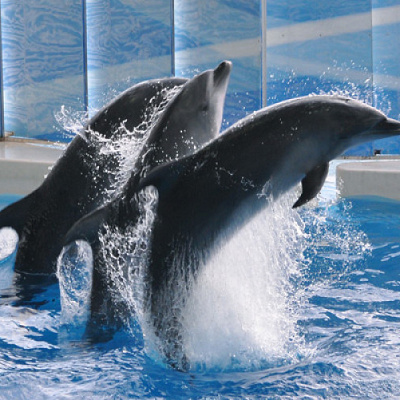 新江ノ島水族館チケットの料金と種類