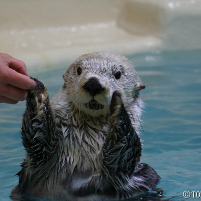 新しくやってきたキラちゃん