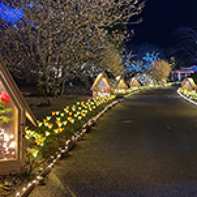 ニューイヤーイルミネーション