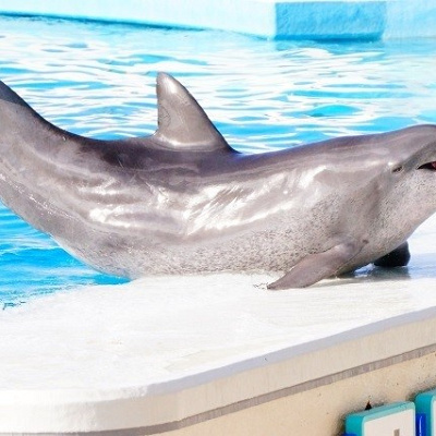 施設名の由来であるミナミバンドウイルカのオキちゃん