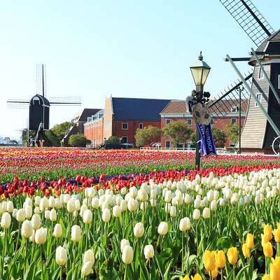 100万本の大チューリップ祭