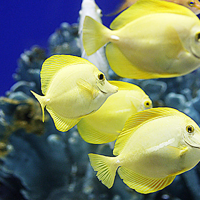 海遊館内にいる熱帯魚も見どころの1つ