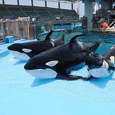 名古屋港水族館のシャチ