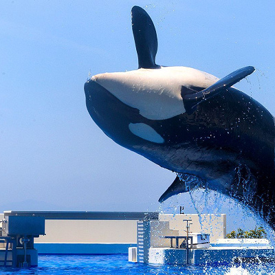 オルカスタディアム