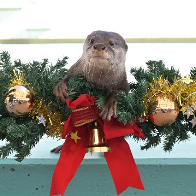 カワウソのパフォーマンス